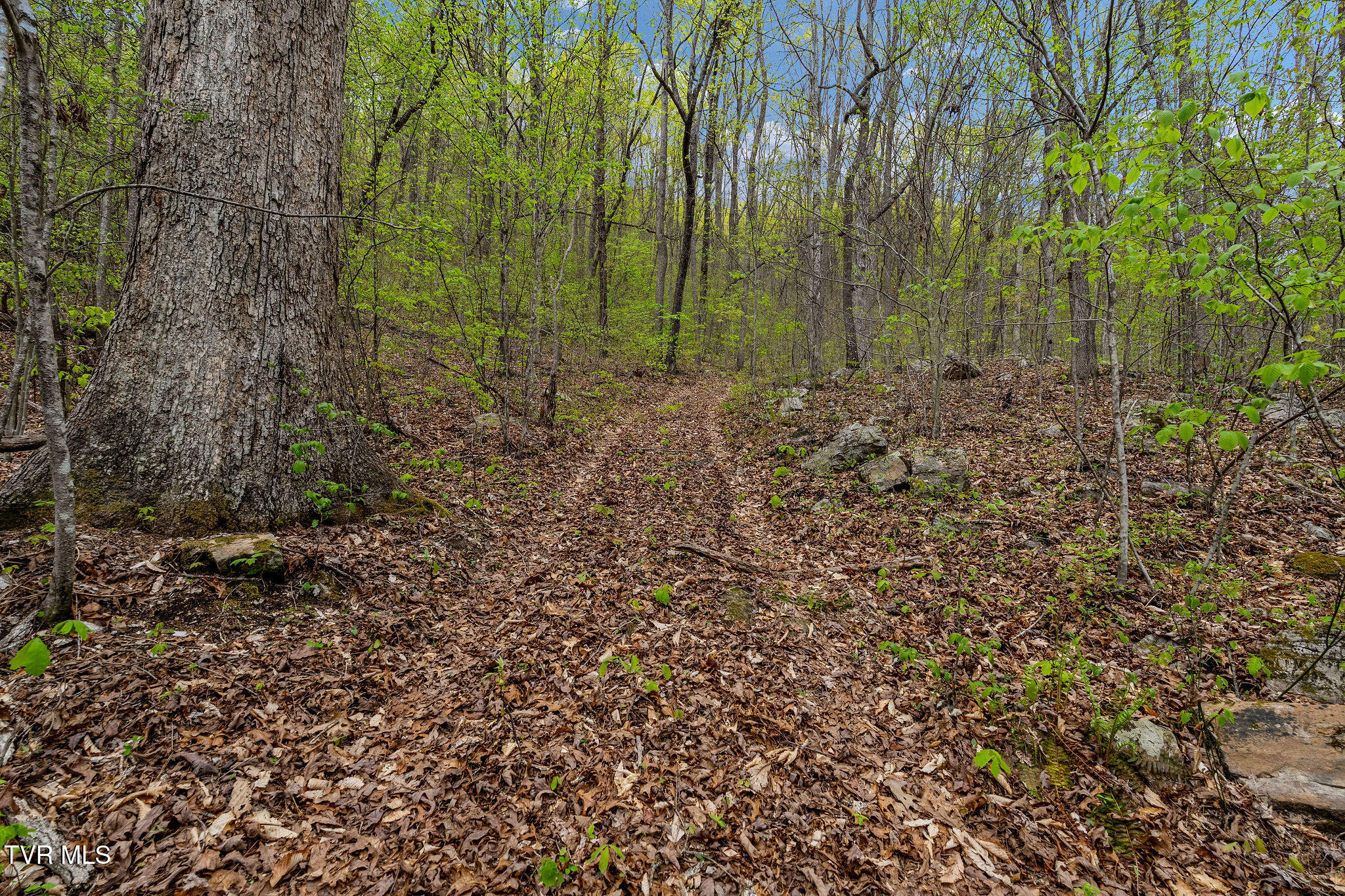 1485 Barrett Hollow Road Rogersville, TN 37857 - Photo 21 of 38 DSC03977