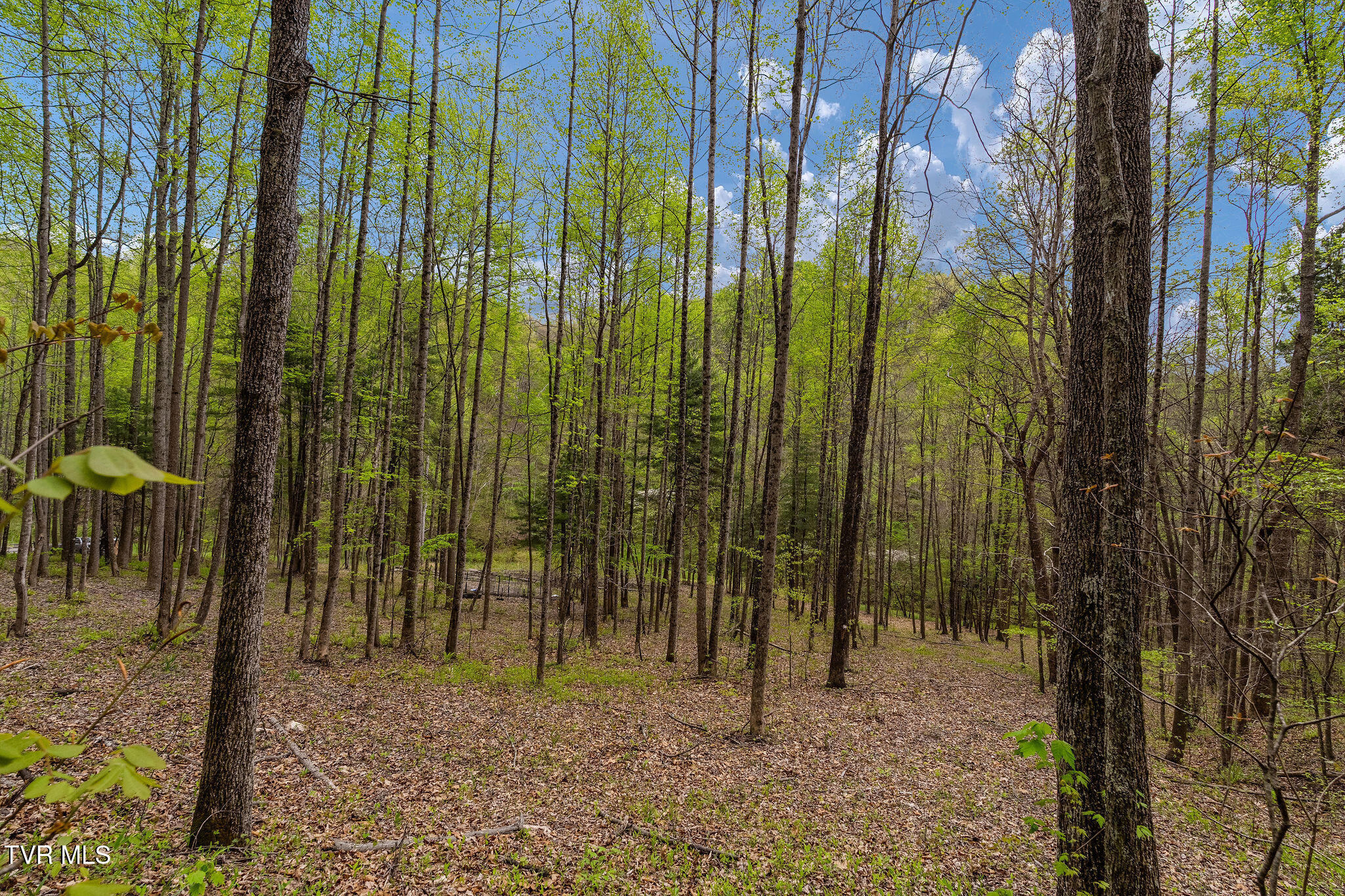 1485 Barrett Hollow Road Rogersville, TN 37857 - Photo 24 of 38 DSC03981