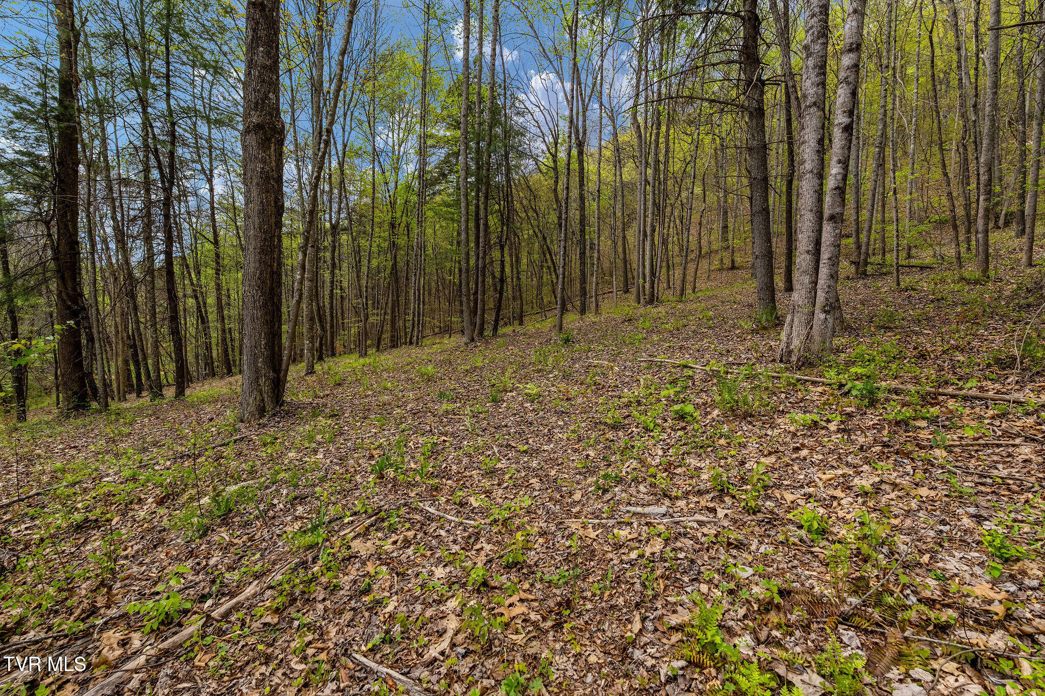 1485 Barrett Hollow Road Rogersville, TN 37857 - Photo 28 of 38 DSC03985