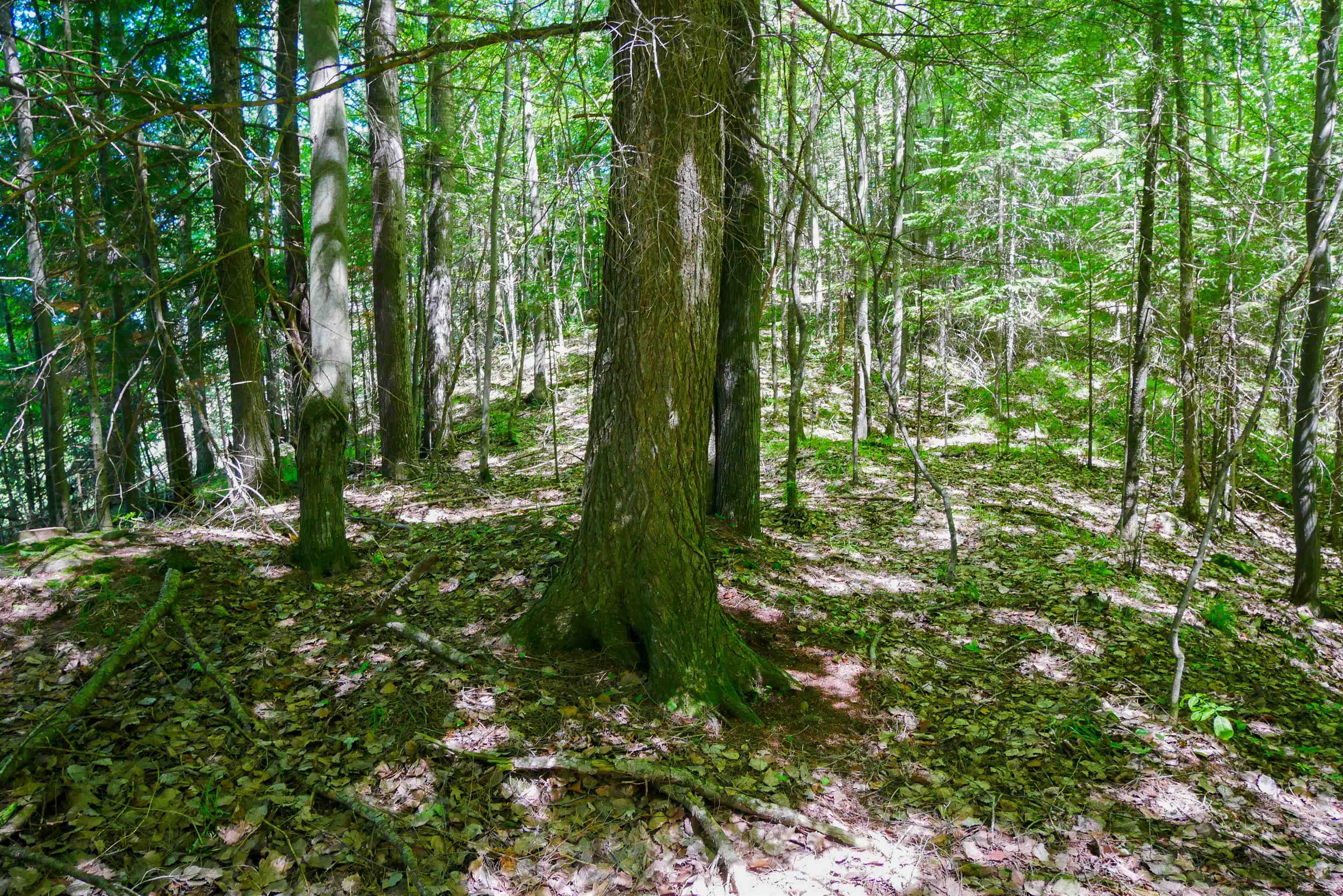 544-acre Salem Lake Road Medford, WI 54451 - Photo 6 of 9