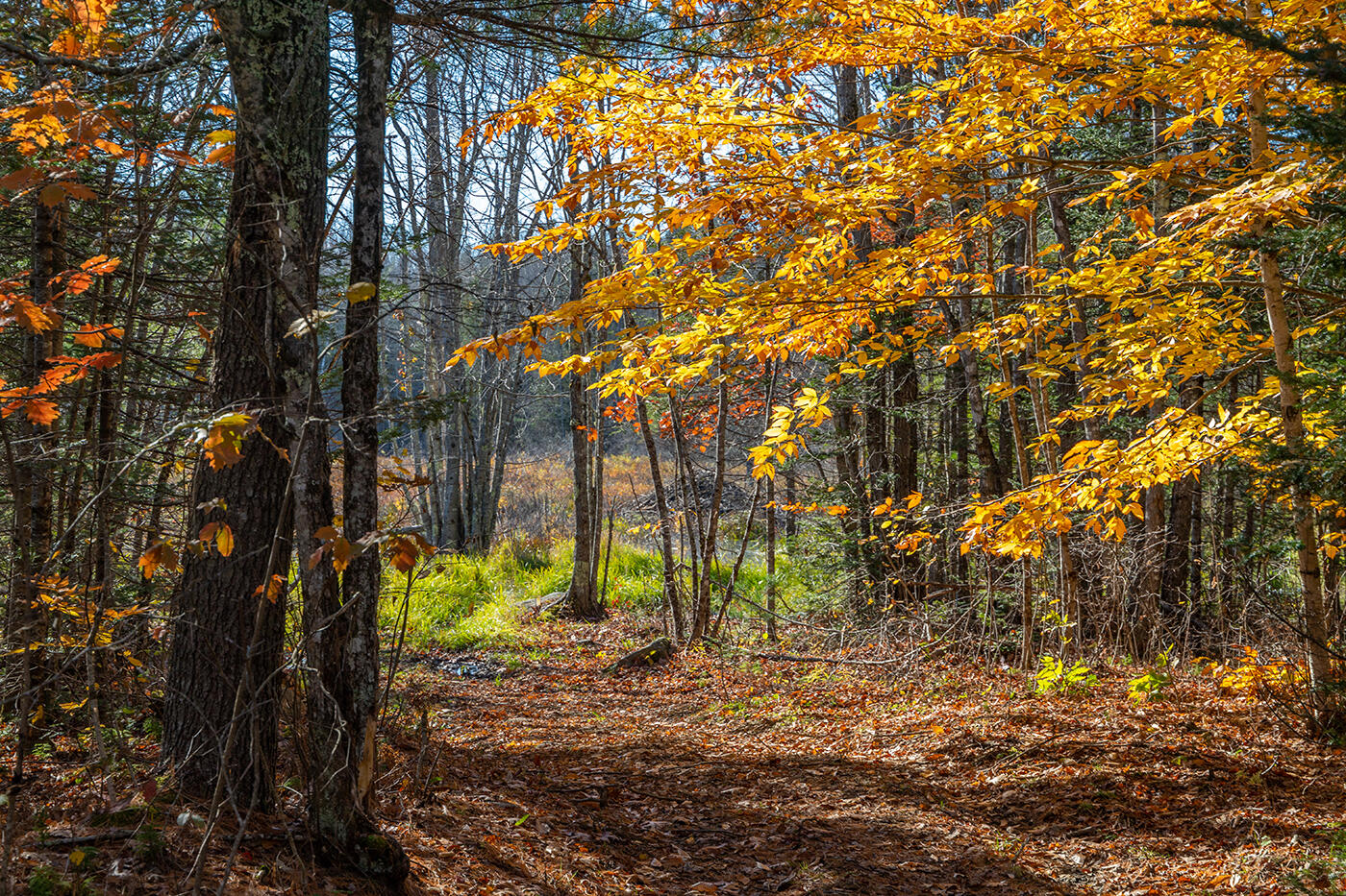 49 South Main Street Morrill, ME 04952 - Photo 56 of 58 Woods Road