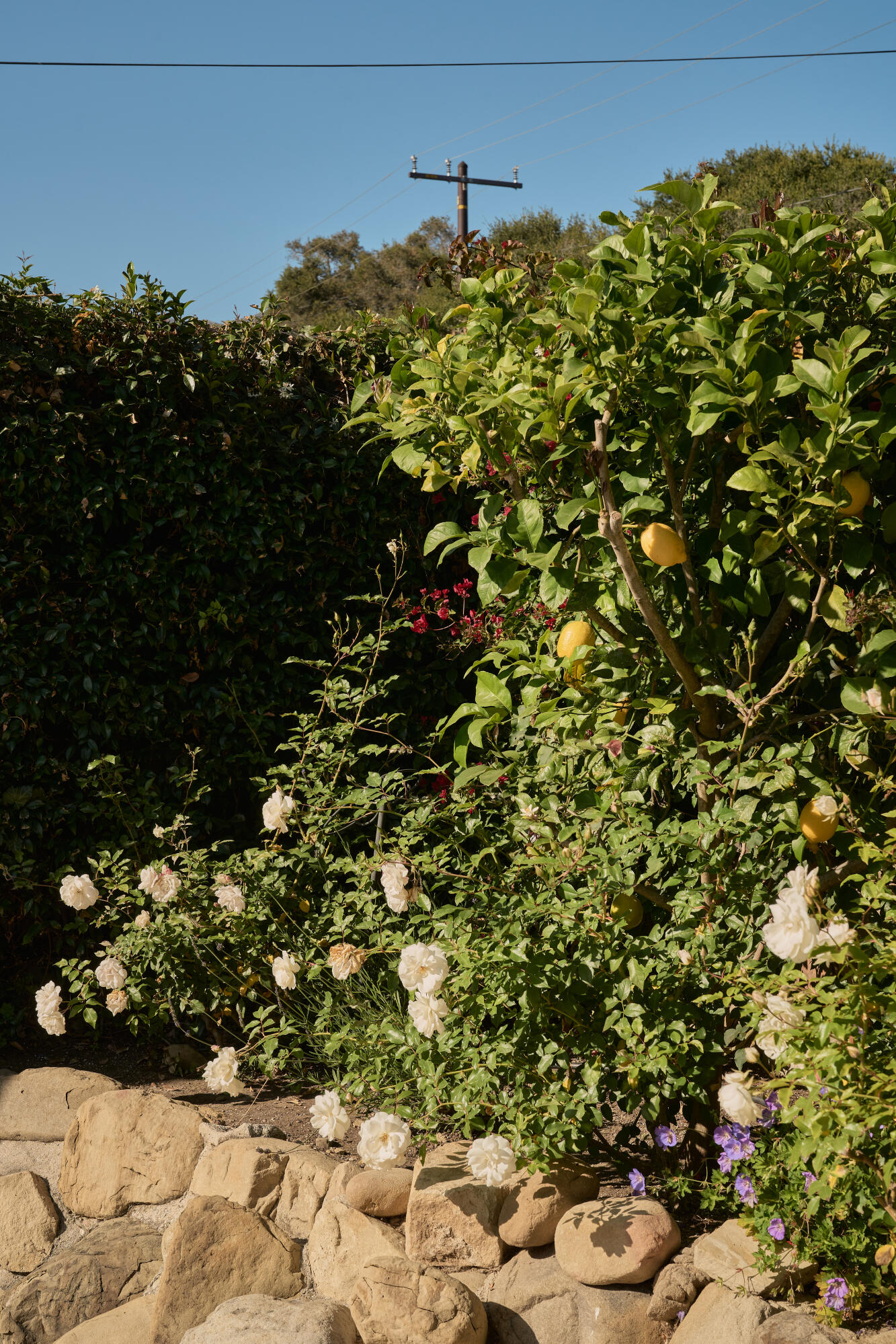 627 Romero Canyon Road Montecito, CA 93108 - Photo 40 of 44 Fruit trees