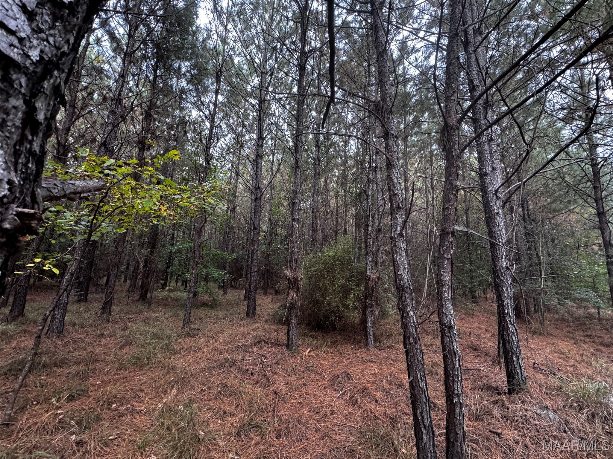 0 Coon Hop Road Hardaway, AL 36039 - Photo 8 of 67 Gallery Image 8