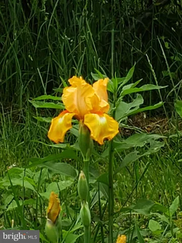 $750,000 | 1304 Wakemans Grove Road, Edinburg, VA 22824