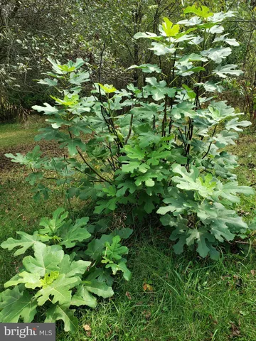 $750,000 | 1304 Wakemans Grove Road, Edinburg, VA 22824