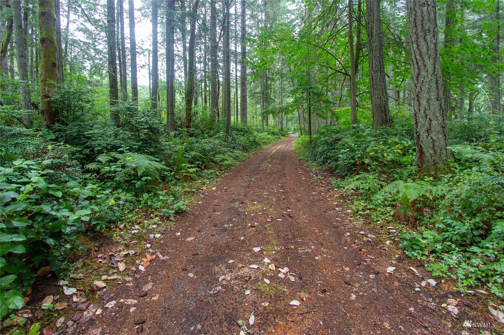 0 30th Street Southwest Lakebay, WA 98349 - Photo 1 of 9 a view of a forest that has large trees