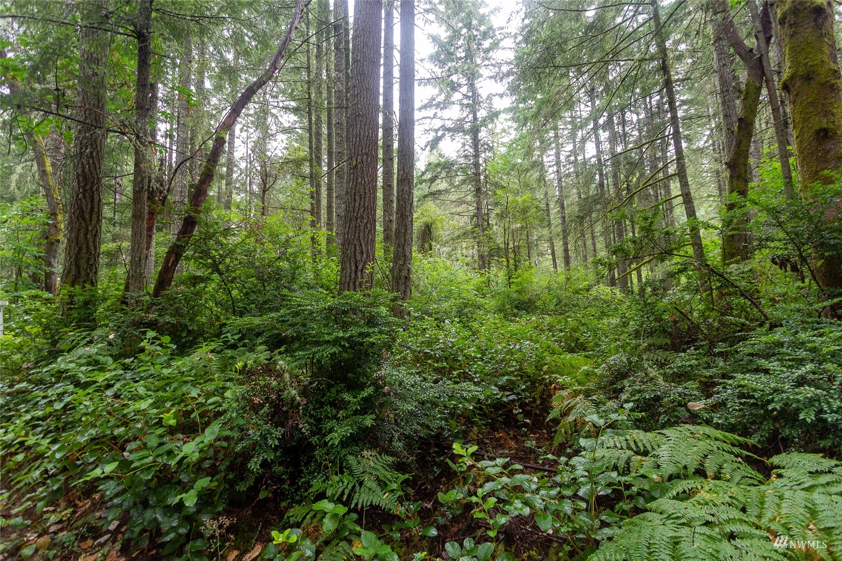 0 30th Street Southwest Lakebay, WA 98349 - Photo 3 of 9 a view of a forest with trees