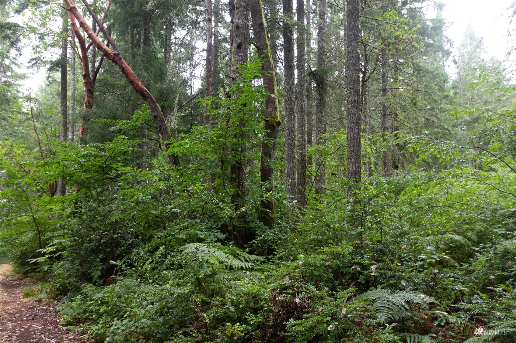 0 30th Street Southwest Lakebay, WA 98349 - Photo 5 of 9 a view of a forest
