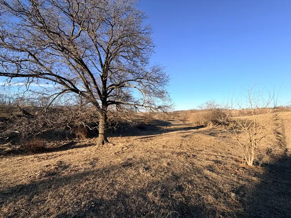 a view of dirt yard with large trees
