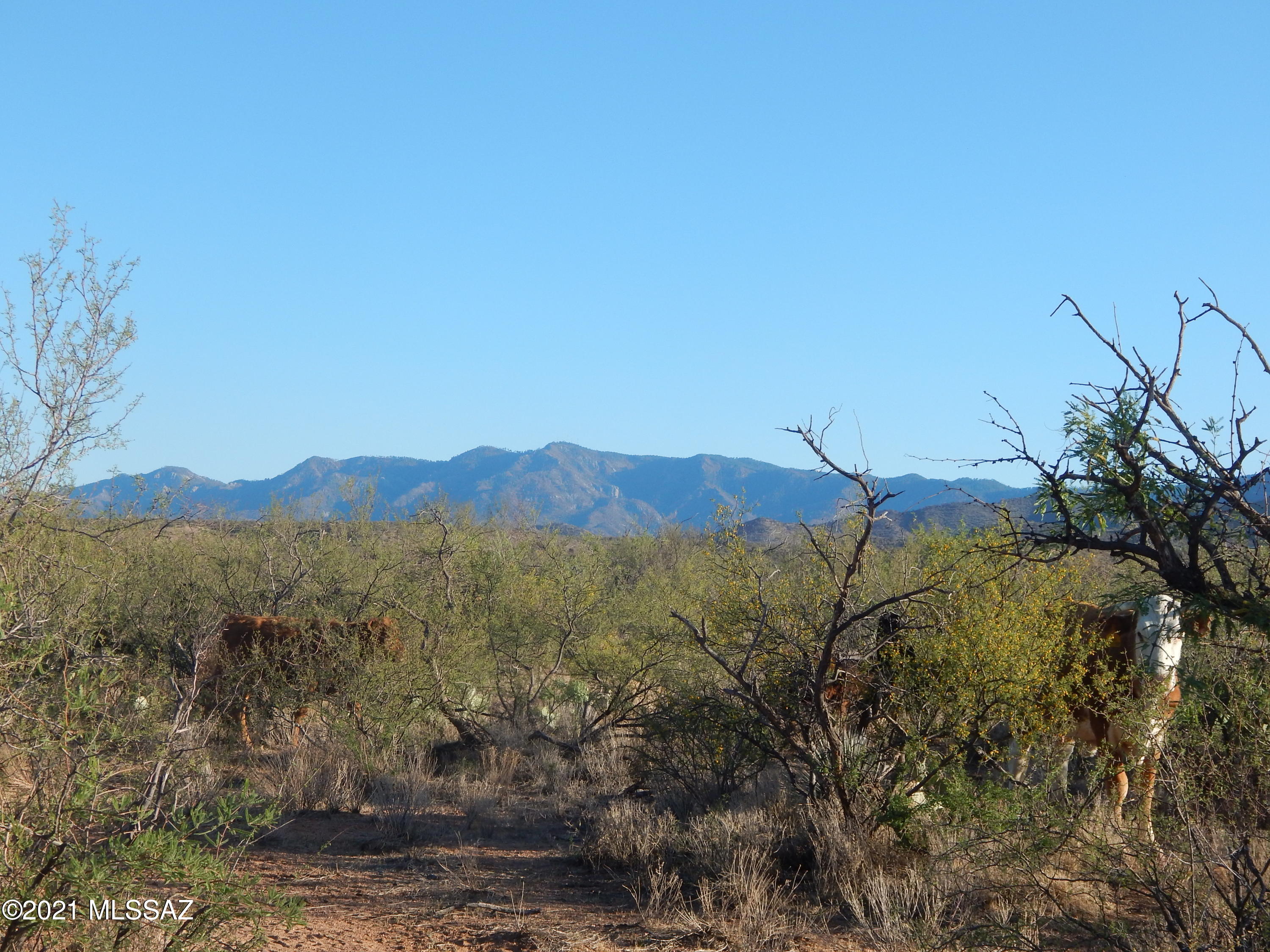 South Goldbug Road Oracle, AZ 85623 - Photo 11 of 12