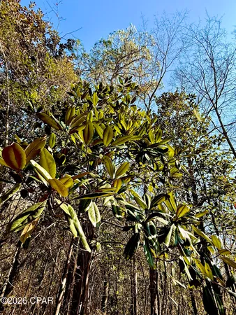 $120,000 | 0 Hwy 2a Westville, Westville, FL 32464