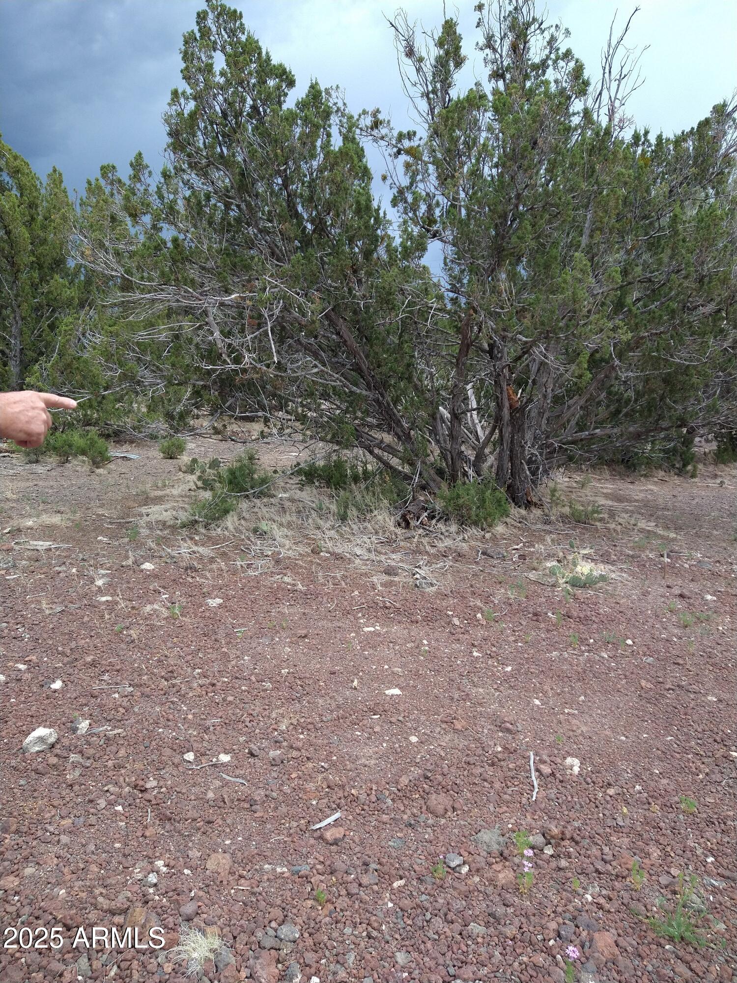 1827 Daggs Place, Unit 29 Show Low, AZ 85901 - Photo 2 of 22 a view of a yard with a tree