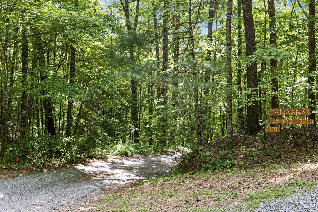 9.3-ac Canaan Road Ellijay, GA 30540 - Photo 16 of 17 a view of a yard with plants and large trees