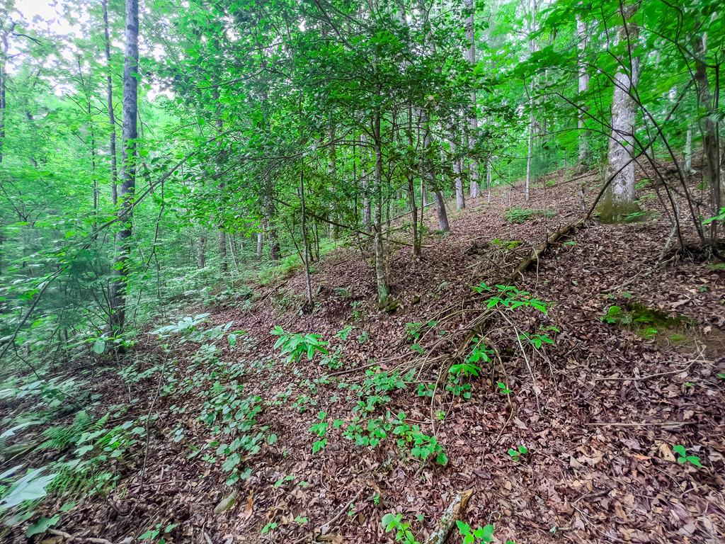 9.3-ac Canaan Road Ellijay, GA 30540 - Photo 3 of 17 a view of a lush green forest