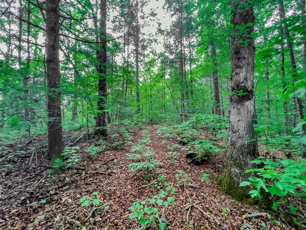 9.3-ac Canaan Road Ellijay, GA 30540 - Photo 5 of 17 a view of a garden with trees