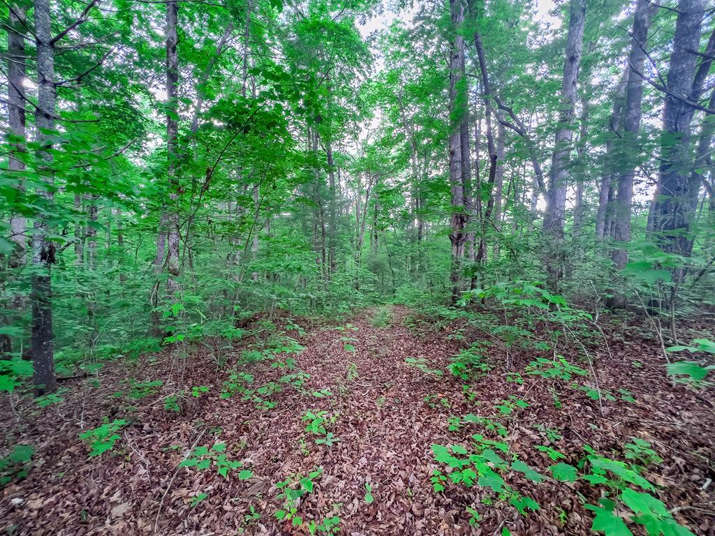 9.3-ac Canaan Road Ellijay, GA 30540 - Photo 7 of 17 a view of a large yard with lots of green space
