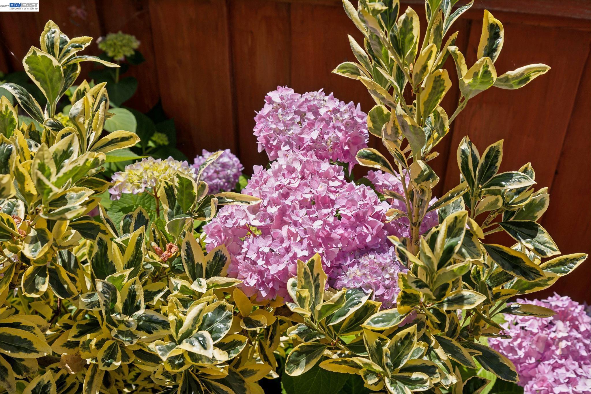 1635 High Street Alameda, CA 94501 - Photo 45 of 56 a front view of a flower