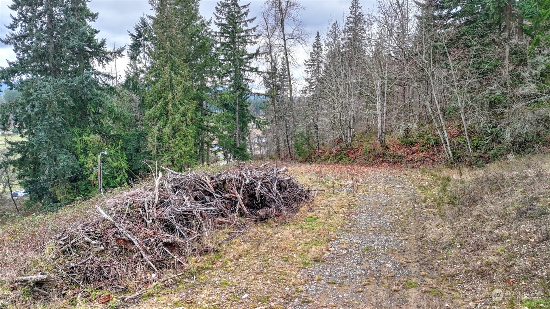 15906 Larson Loss Road Buckley, WA 98321 - Photo 12 of 19 a view of a forest filled with trees