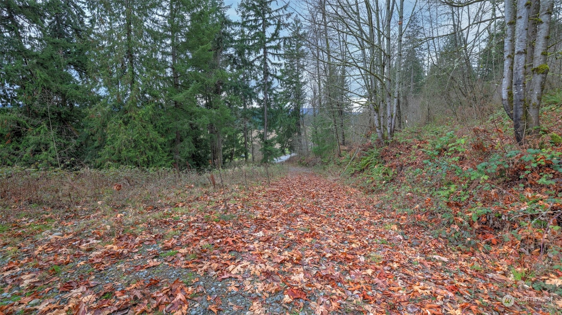 15906 Larson Loss Road Buckley, WA 98321 - Photo 13 of 19 a view of a forest with trees in the background