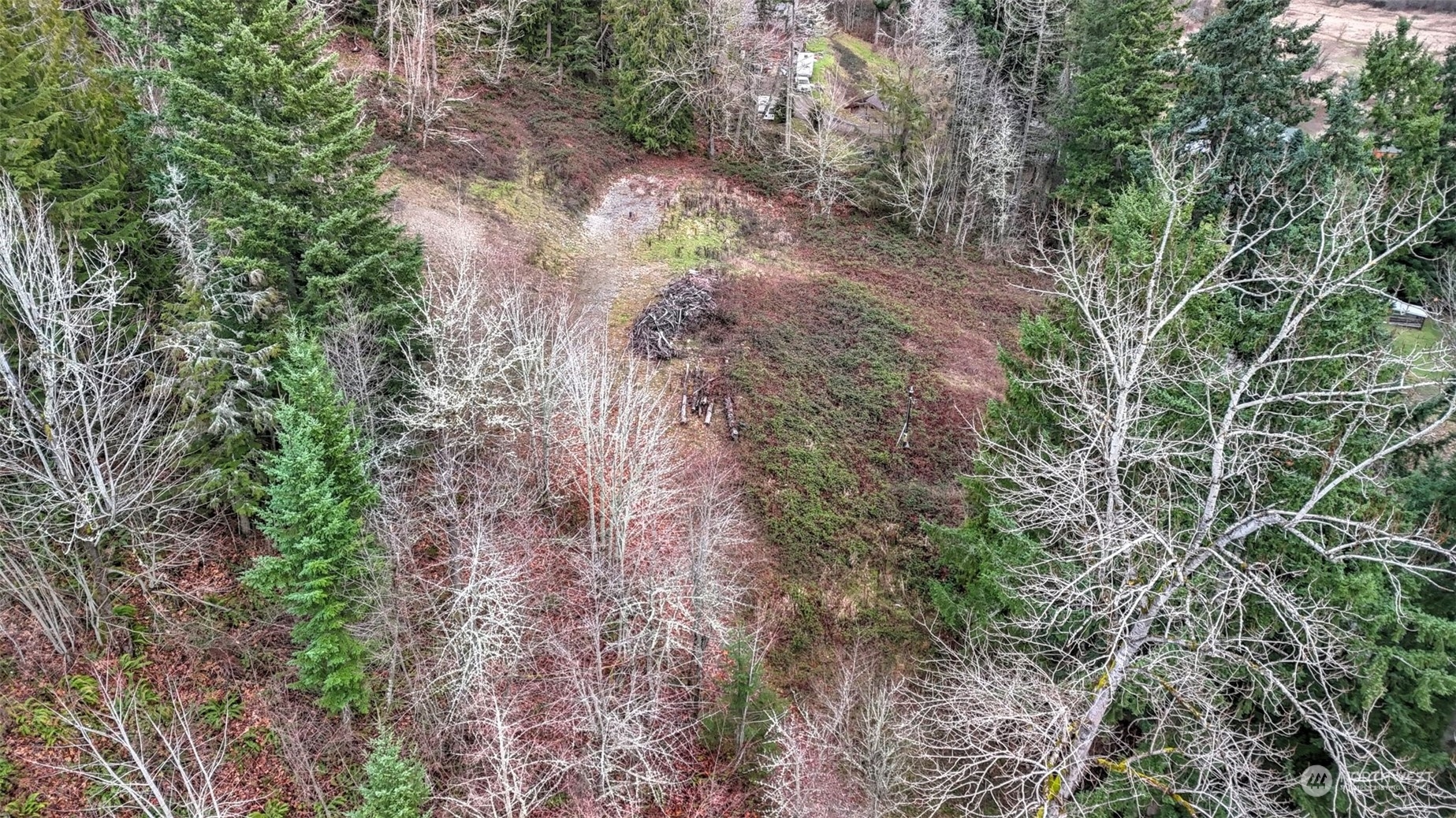 15906 Larson Loss Road Buckley, WA 98321 - Photo 15 of 19 a view of a forest with lots of trees