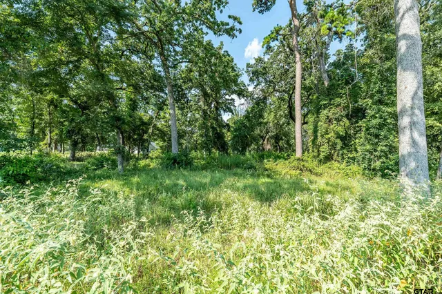 a view of a lush green forest