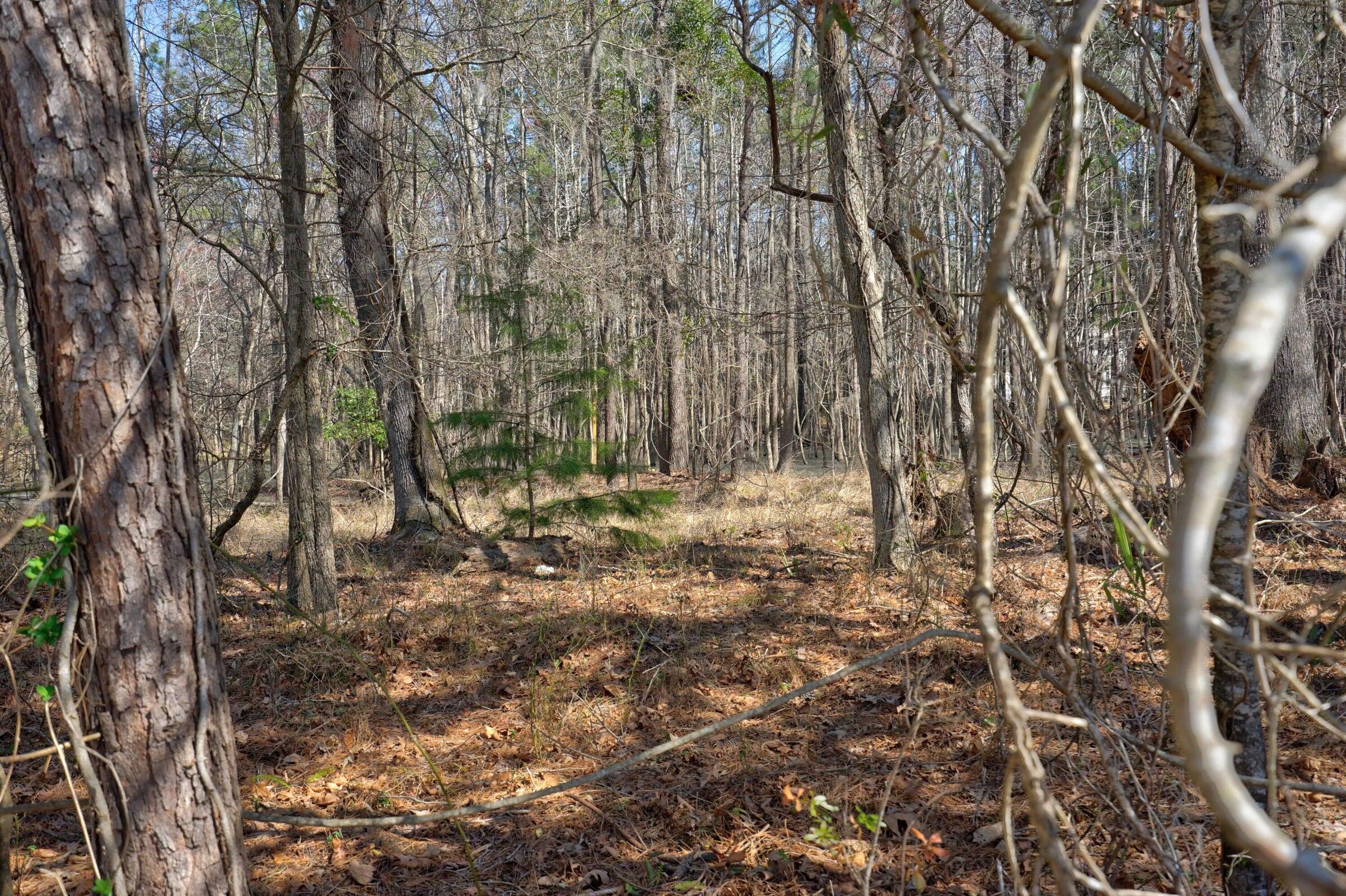 107 Boyle Way Summerville, SC 29485 - Photo 16 of 21 20241211231229820562000000-o