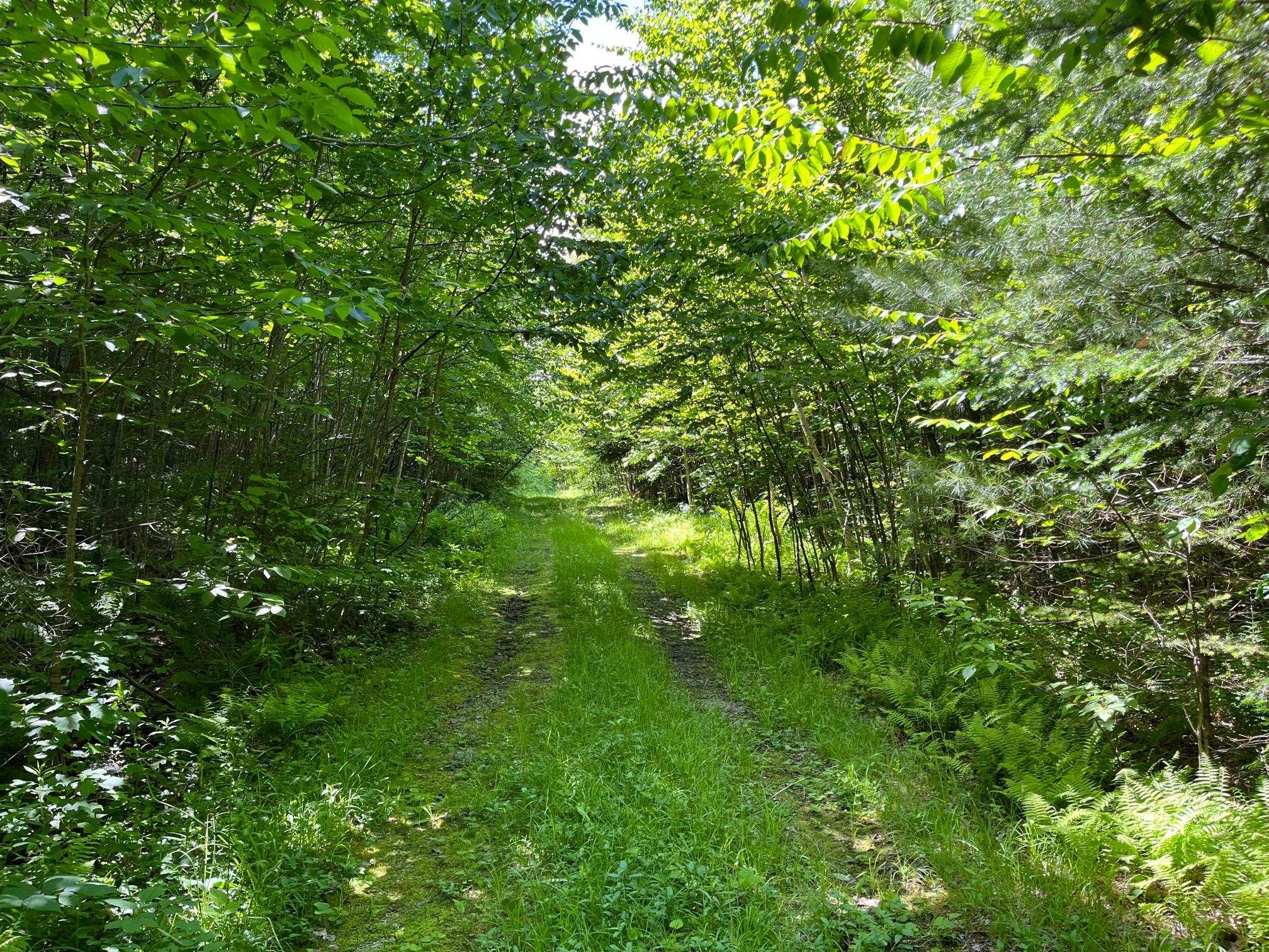 Cape Moonshine Road Wentworth, NH 03282 - Photo 5 of 16 Gallery Image 5