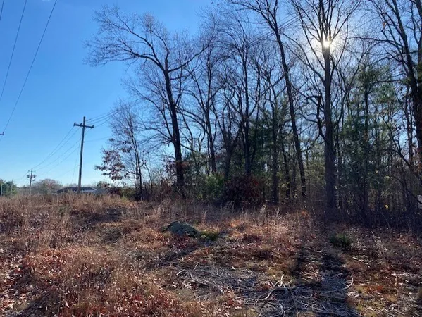 a view of a forest filled with trees