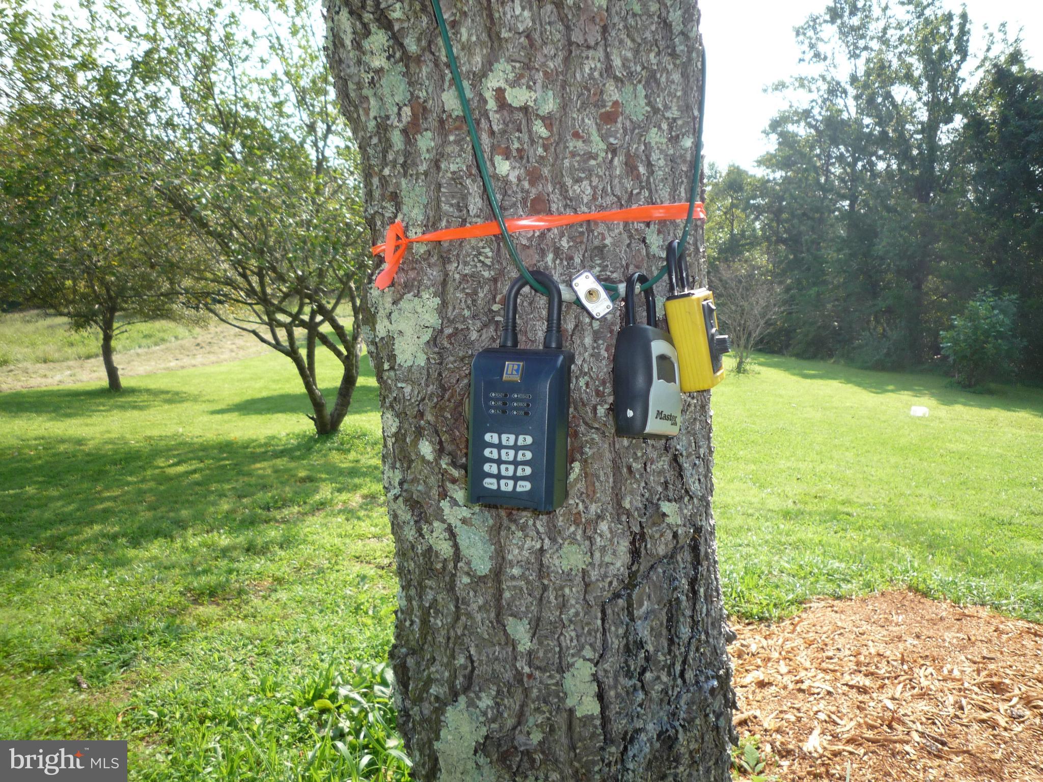 Lock box on Pine tree to left of dwelling