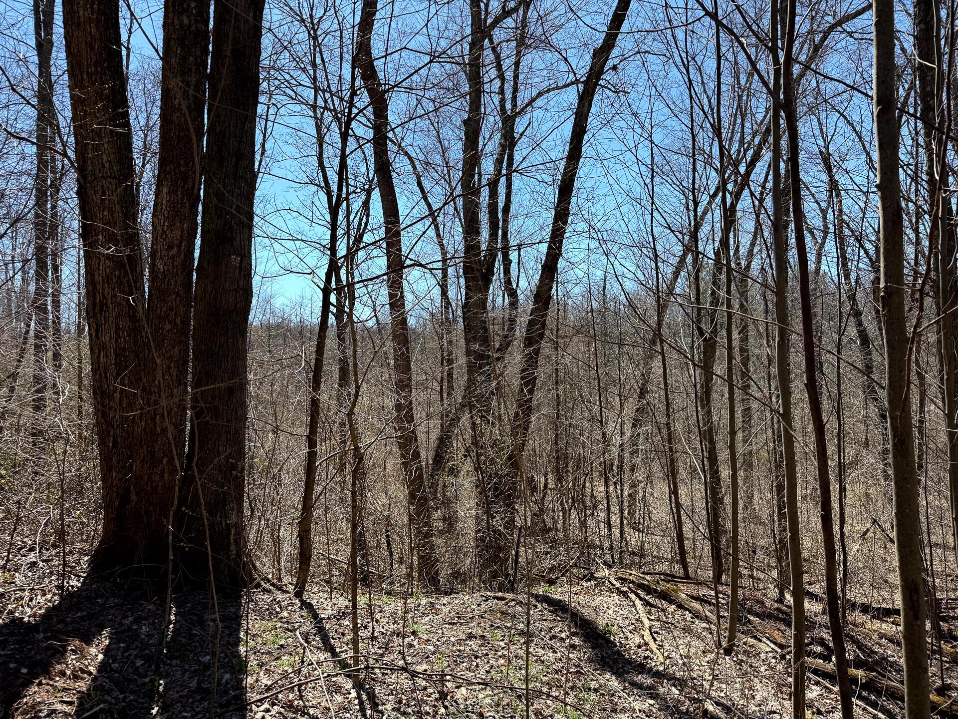 0 Dutch Ridge Road Southeast, Unit WOODS TURKEY RUN TRACT 5) New Lexington, OH 43764 - Photo 23 of 58 CT-23