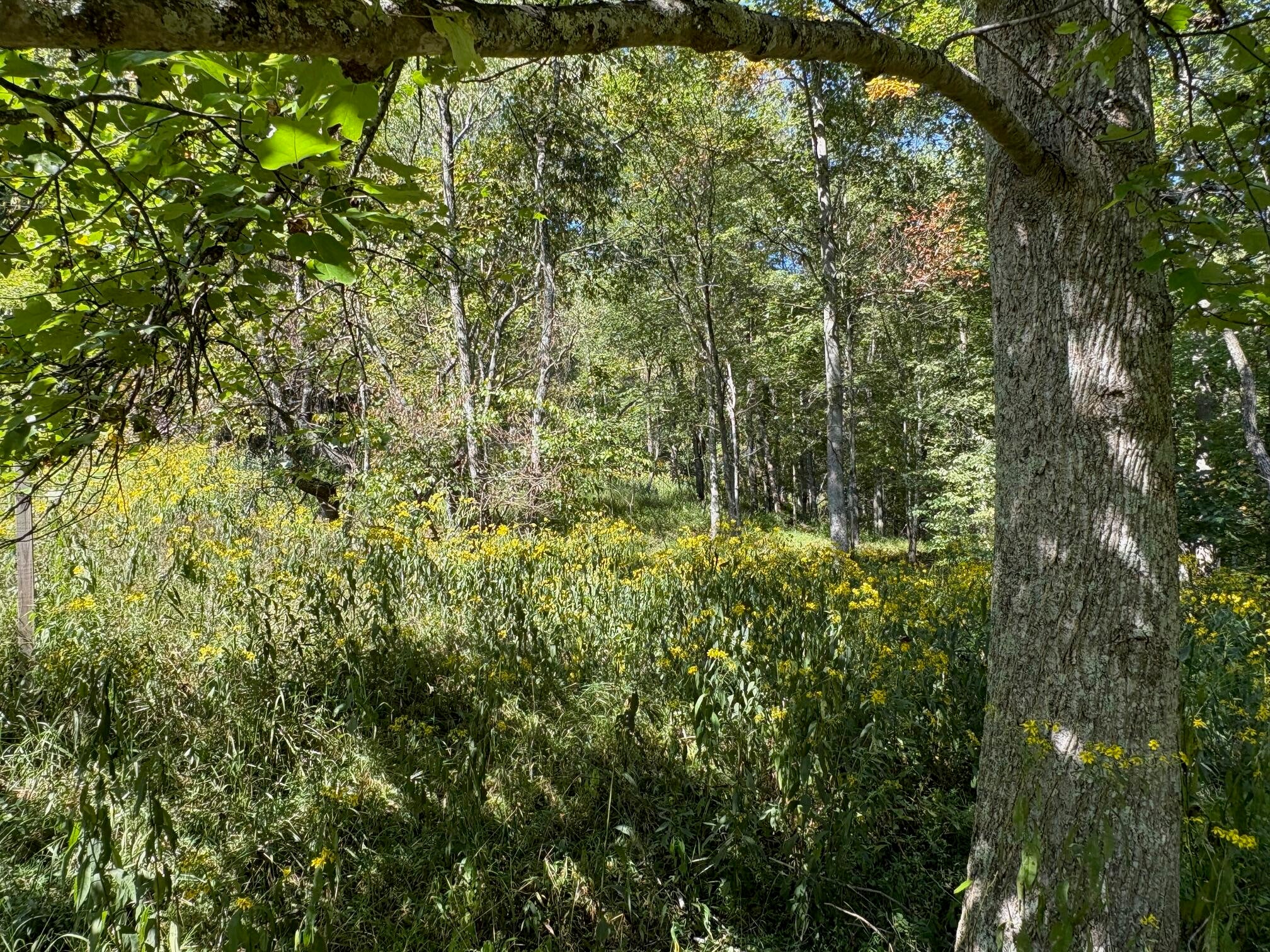 6652 Servia Road Duck, WV 25063 - Photo 63 of 69 Gallery Image 63