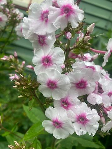 443 Unity Road Albion, ME 04910 - Photo 11 of 51 IMG_20241204_113803