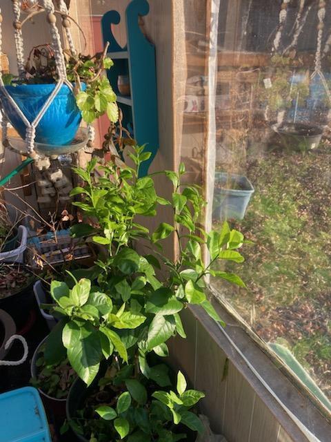 443 Unity Road Albion, ME 04910 - Photo 40 of 51 IMG_20241204_111950