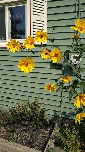 443 Unity Road Albion, ME 04910 - Photo 41 of 51 IMG_20241204_113814