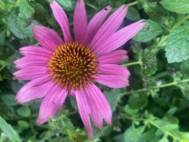 443 Unity Road Albion, ME 04910 - Photo 44 of 51 IMG_20241204_113800