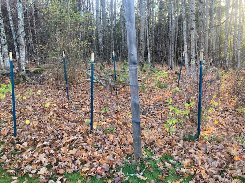 443 Unity Road Albion, ME 04910 - Photo 45 of 51 IMG_20241204_113757