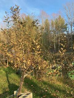 443 Unity Road Albion, ME 04910 - Photo 48 of 51 IMG_20241204_113745