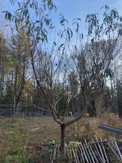 443 Unity Road Albion, ME 04910 - Photo 49 of 51 IMG_20241204_113739