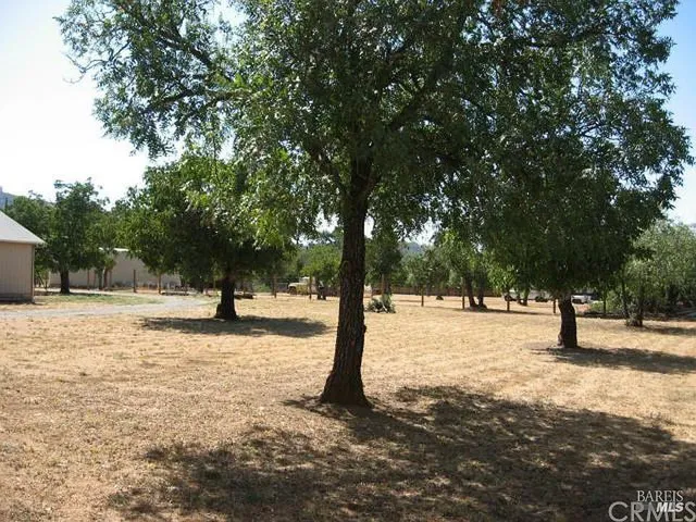 a view of a yard with a tree