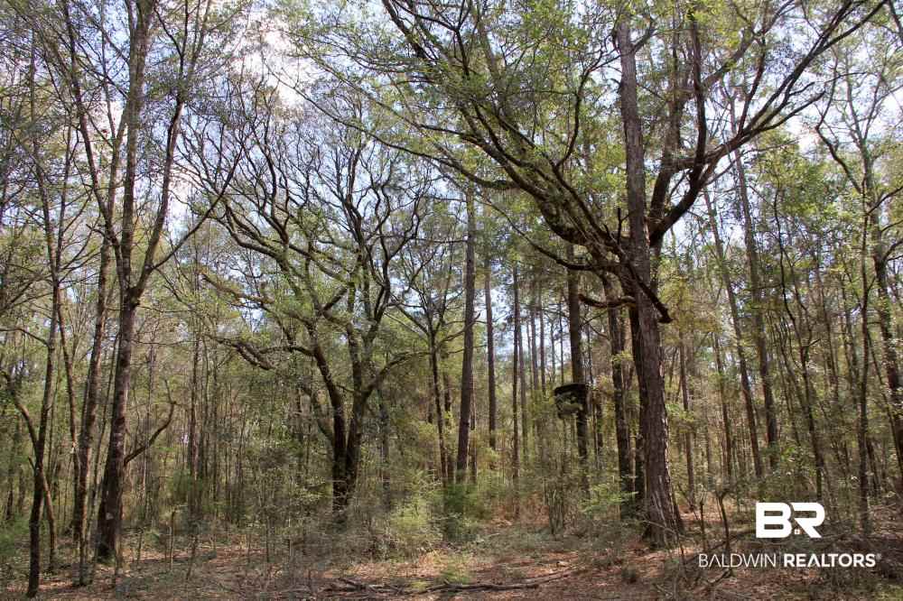 0 County Road 49 Loxley, AL 36551 - Photo 16 of 33