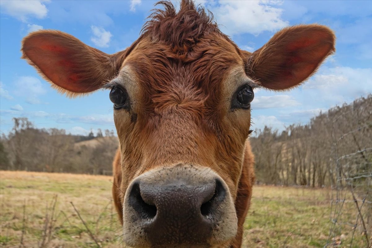 1355 Mitchell Road Pulaski, TN 38478 - Photo 82 of 95