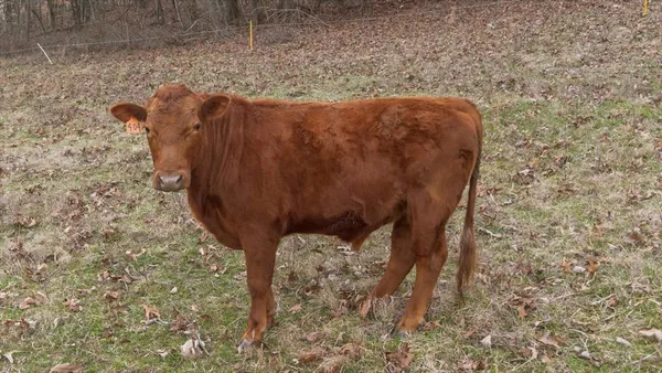 $1,990,000 | 1355 Mitchell Road, Pulaski, TN 38478