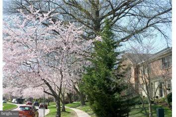5905 E Kingsford Road, Unit 388 Springfield, VA 22152 - Photo 23 of 26 Beautiful Trees Throughout