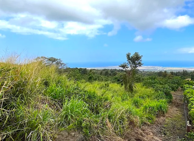 a plant with lots of trees