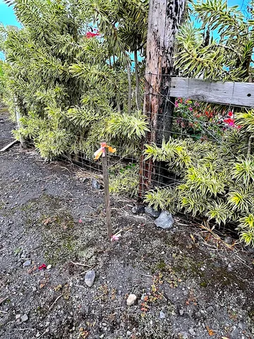 a view of yard with an ocean
