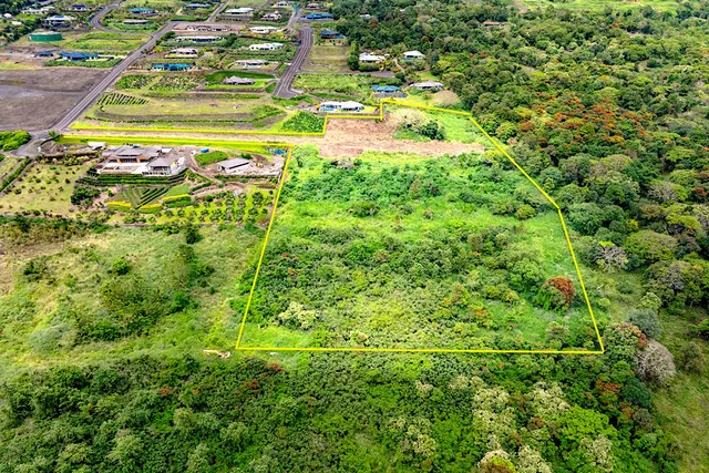 a view of a large yard with plants and large trees