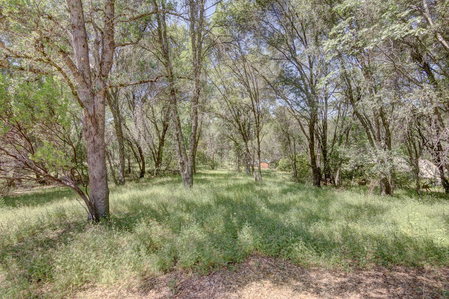 3390 Morel Way Placerville, CA 95667 - Photo 16 of 22 a view of outdoor space and trees