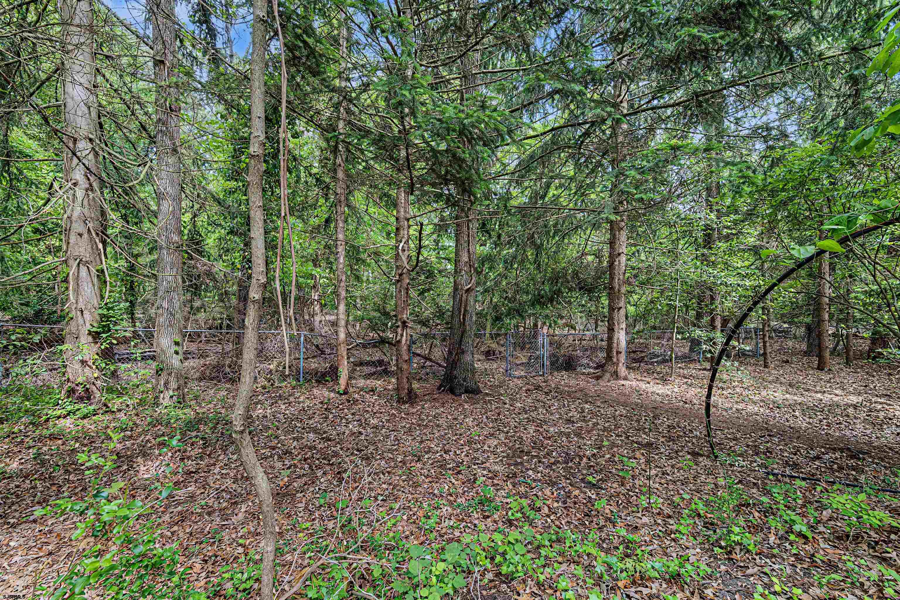 144 Pitney Road Absecon, NJ 08201 - Photo 38 of 47 a view of a forest filled with trees