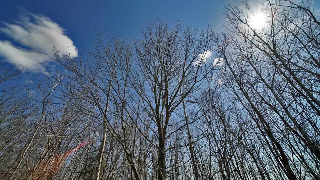 Lot 9.2 Us Rt 1 Road Weston, ME 04424 - Photo 16 of 26 harris-hill-land-7