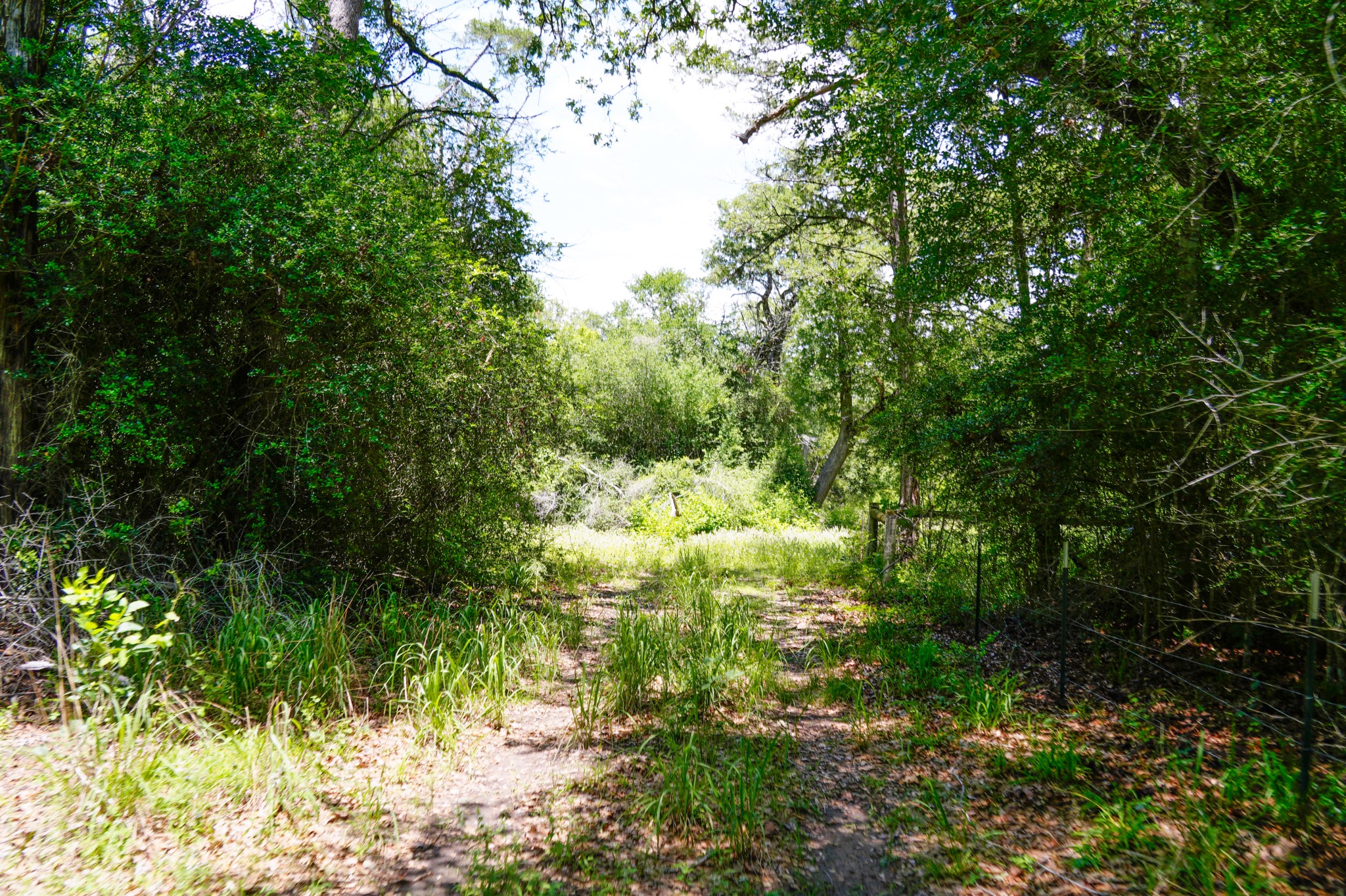 3233 Farm To Market 3233 Road La Grange, TX 78945 - Photo 12 of 18 View of local wilderness